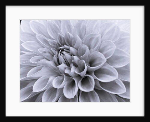 Dahlia flower - Full frame by Assaf Frank